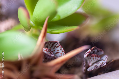 Young succulent plant Kalanchoe rhombopilosa with colorful juicy leaves surrounded by other succulents. Close-up, narrow focus.