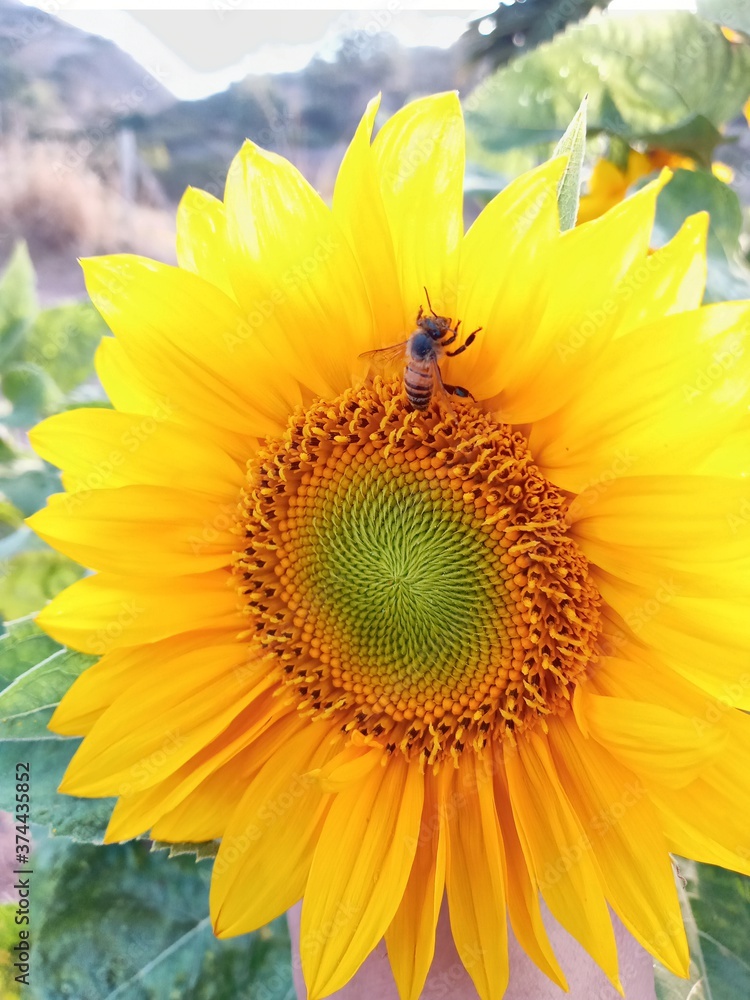 Obraz premium sunflower and bee