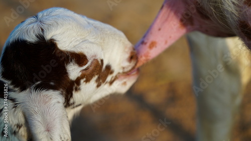 Little goat-lings suckling mother teats. New born kid depends on mother goat for milk. Wildlife nature concept.
 photo