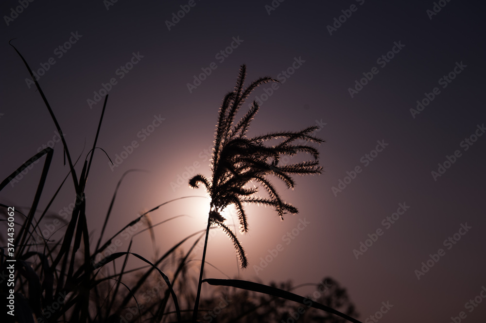 Obraz premium Night view of silver grass,Miscanthus sinensis.