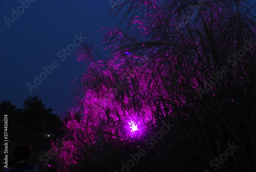 Beautiful and colorful night view of silver grass Miscanthus sinensis park.