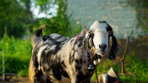 Foto Close up view of innocent goat, in front of camera