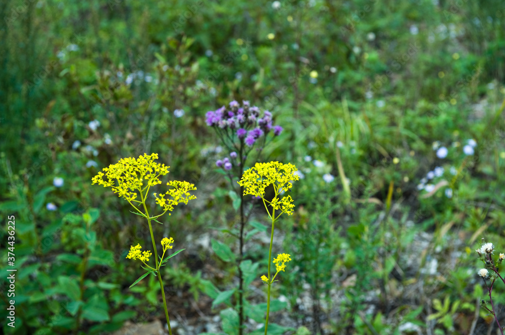The beautiful wild flower on the mountain hiking. The beautiful wild flower on the mountain hiking.
