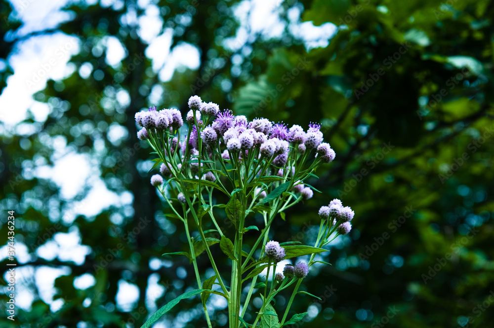 The beautiful wild flower on the mountain hiking. The beautiful wild flower on the mountain hiking.
