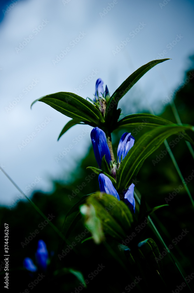 Obraz premium The beautiful wild flower on the mountain hiking.