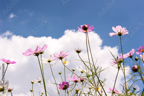                   the beautiful cosmos flowers background blue sky and clouds. © Chongbum Thomas Park