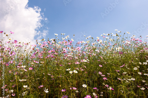 the beautiful cosmos flowers background blue sky and clouds.