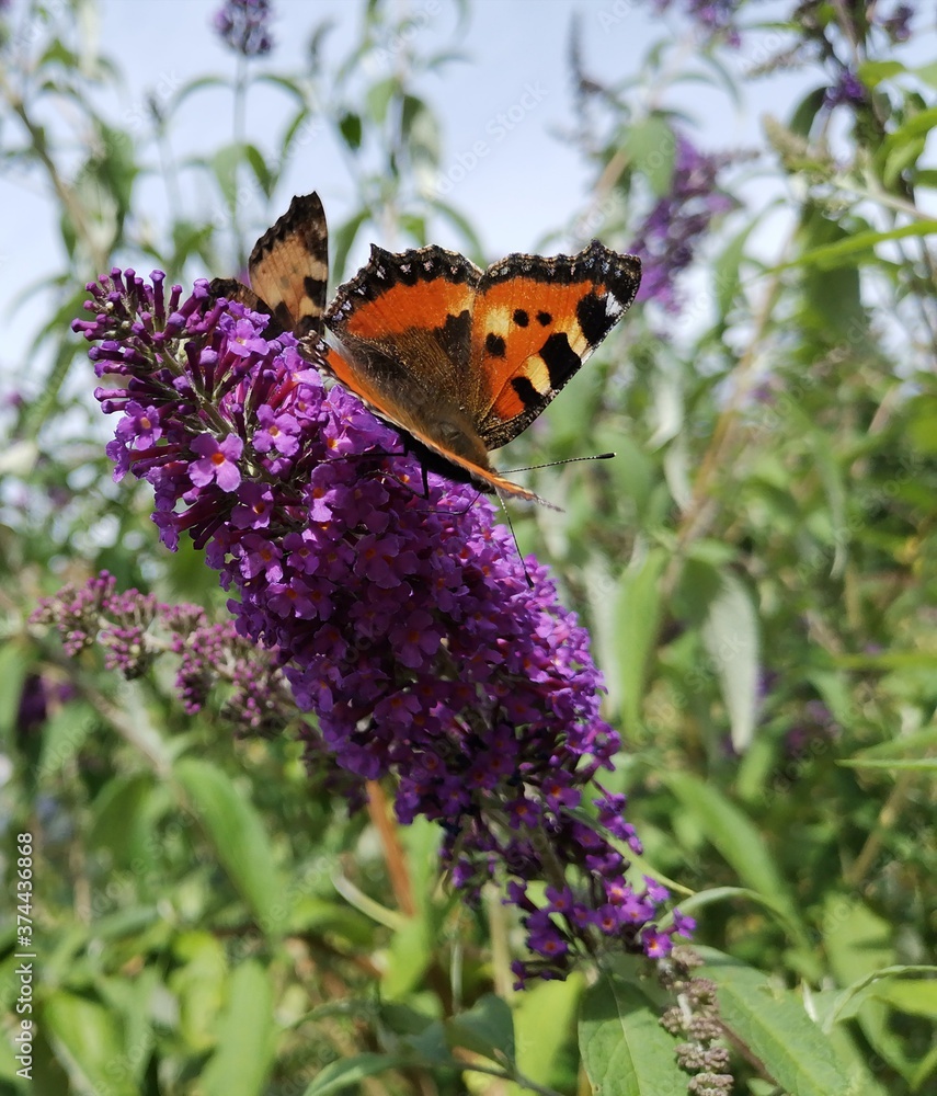 butterfly on flower butterfly on flower