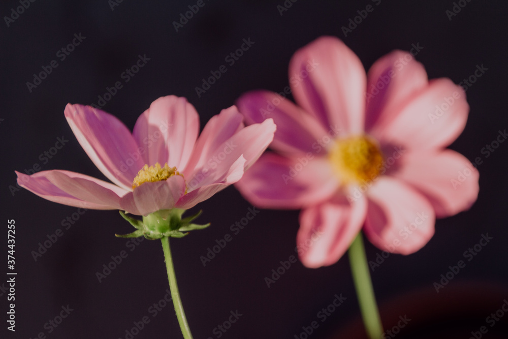 Pinke Blumen Pinke Blumen