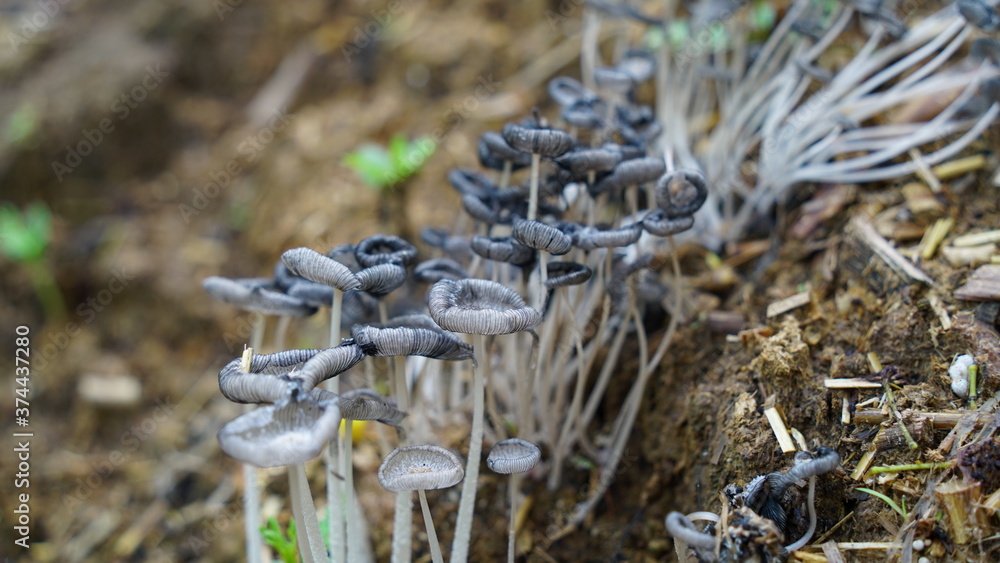 Wild white Mashroom growing up in a farmland. Typical round fungus, mostly uses as food in India. Ecology and nature concept.
Wild white Mashroom growing up in a farmland. Typical round fungus, mostly uses as food in India. Ecology and nature concept.