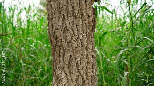Close up view of Khejri or Prospis cineraria tree trunk. Brown colored rough bark on trunk. Asian tropical plant.
