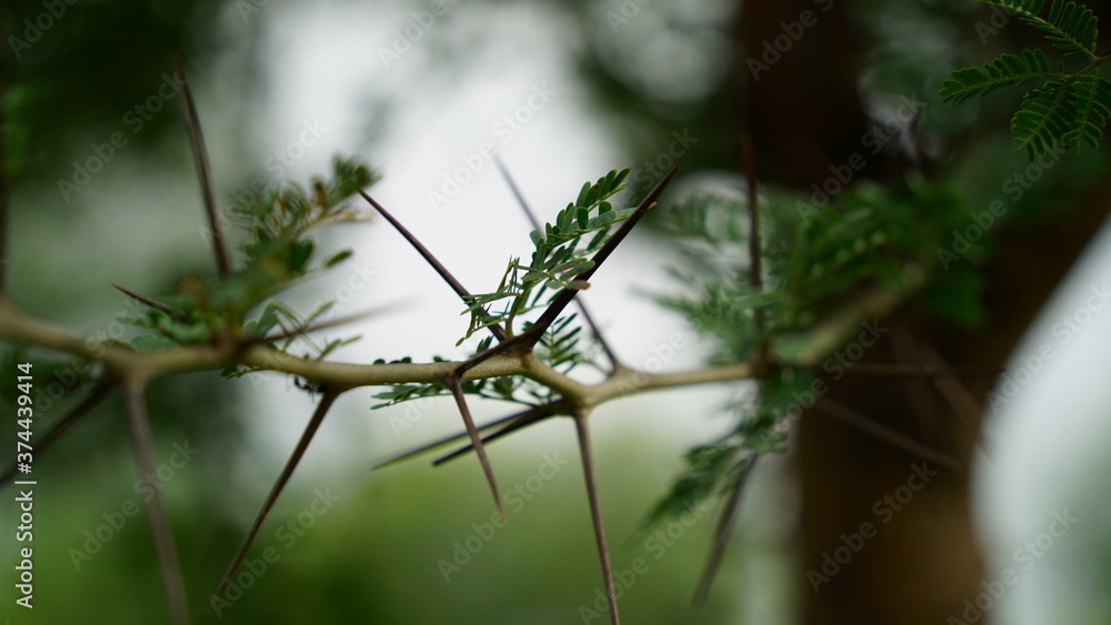Close up view of Acacia or babool tree trunk. Brown colored rough bark on trunk. Asian tropical plant.
Close up view of Acacia or babool tree trunk. Brown colored rough bark on trunk. Asian tropical plant.