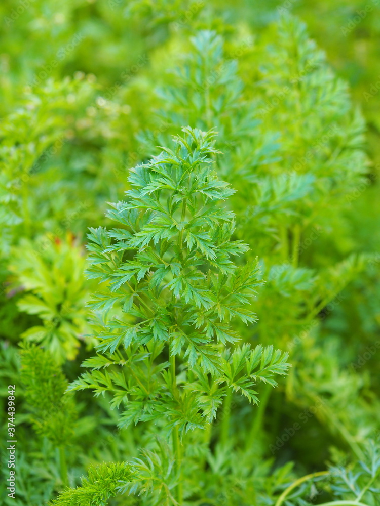 Green vegetative background. Green foliage of carrots in the garden.