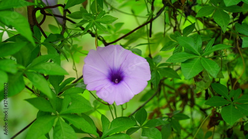 An outstanding colorful of fully blooming Ipomoea cairica plant view. Also known of Railway creeper plant.
 photo
