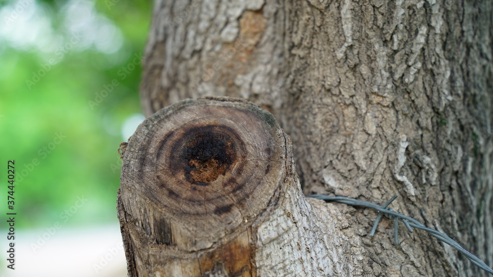 Amazing round tree hollow view, with blurred background. Natural habitat for sparrows and eagle.
Amazing round tree hollow view, with blurred background. Natural habitat for sparrows and eagle.