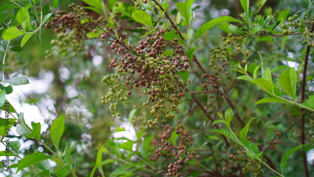 Tropical medicinal plant Heena or Lawsonia inermis leaves. Attractive view of flowers. Tropical tree mostly found in Asian continent. Tropical medicinal plant Heena or Lawsonia inermis leaves. Attractive view of flowers. Tropical tree mostly found in Asian continent.