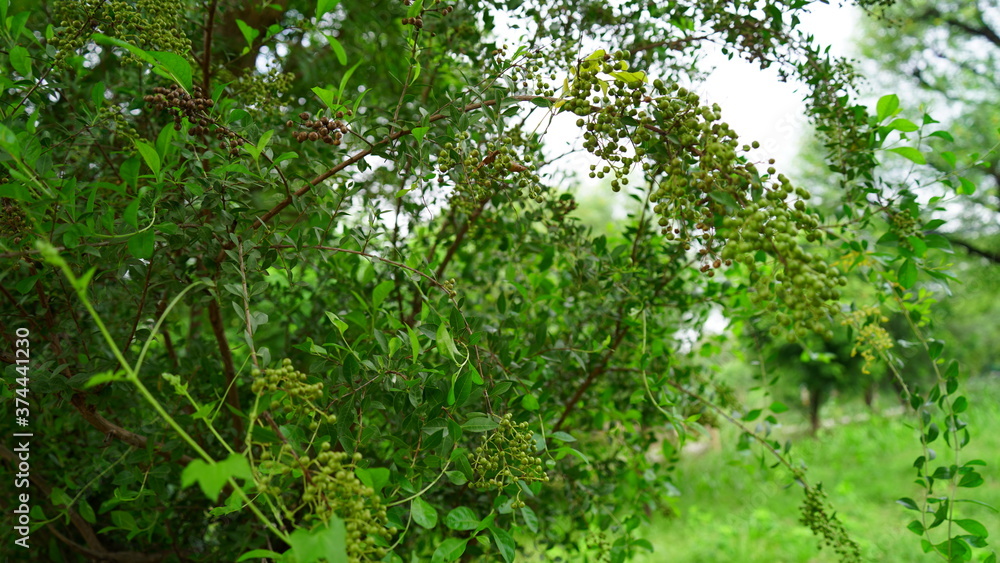 Fototapeta premium Selective focus on Heena or Lawsonia inermis leaves. Attractive view of flowers. Tropical tree mostly found in Asian continent. 