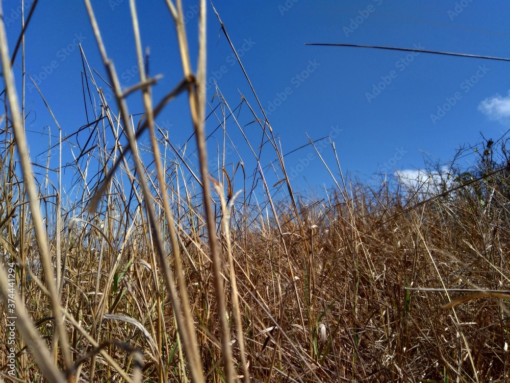 Fototapeta premium Dry Grasss with a natural background