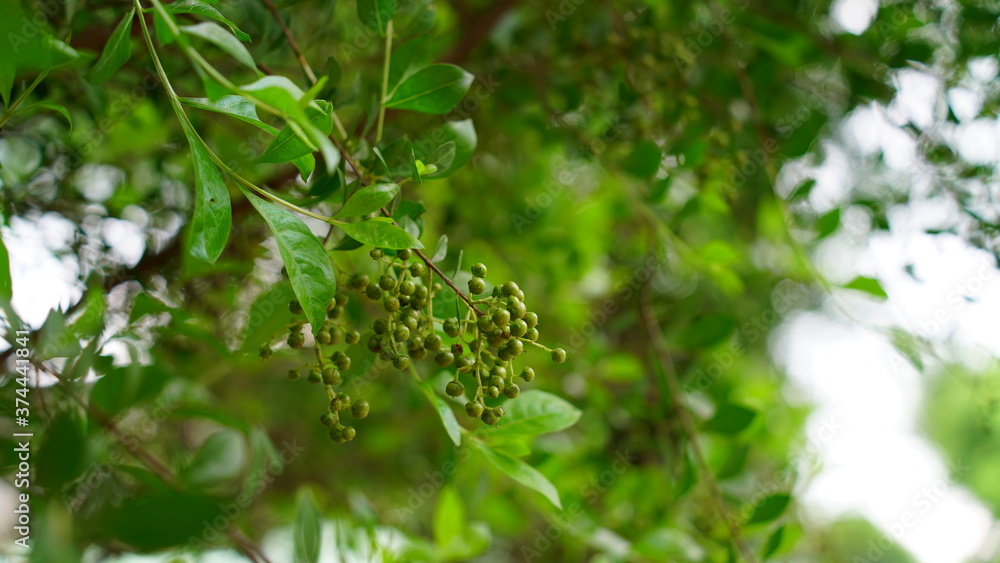 Green leaves and buds view of traditional Lawsonia inermis (Heena) plant. Medicinal tree uses to make Mehandi art in India.
Green leaves and buds view of traditional Lawsonia inermis (Heena) plant. Medicinal tree uses to make Mehandi art in India.