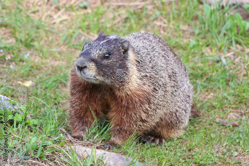 A Marmot in the Grand Tetons