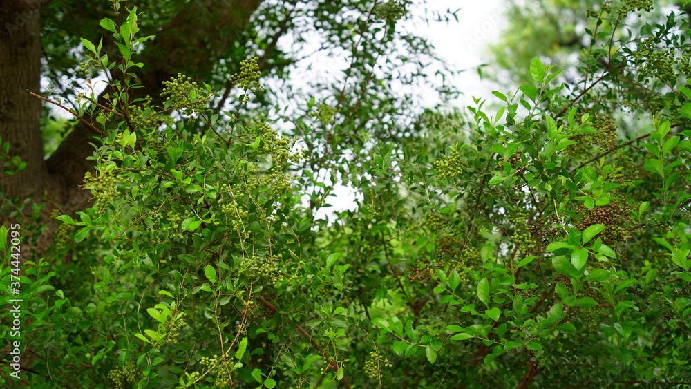 Medicinal Asian Lawsonia inermis (Heena) tree with green buds and flowers. Mostly uses in hair dye and pharmaceutical industry.
Medicinal Asian Lawsonia inermis (Heena) tree with green buds and flowers. Mostly uses in hair dye and pharmaceutical industry.