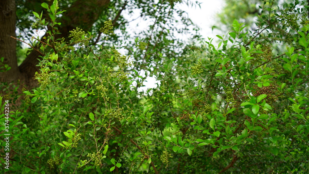 Green leaves and buds view of traditional Lawsonia inermis (Heena) plant. Medicinal tree uses to make Mehandi art in India.
Green leaves and buds view of traditional Lawsonia inermis (Heena) plant. Medicinal tree uses to make Mehandi art in India.