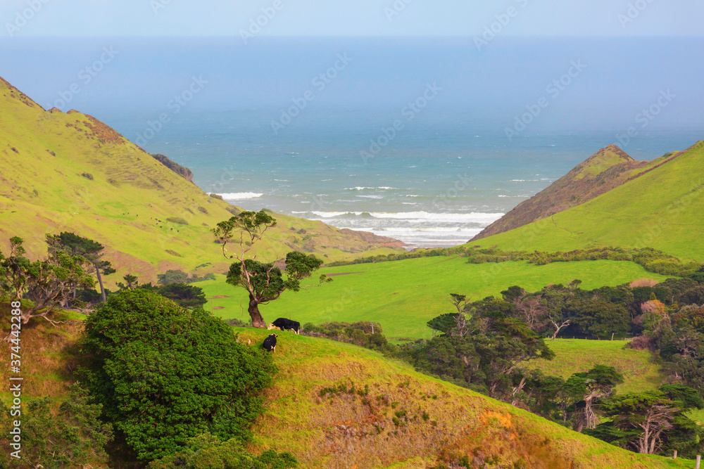 New Zealand hills