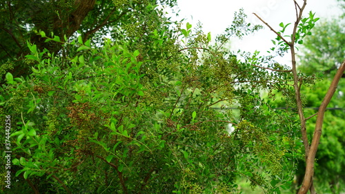 Medicinal Asian Lawsonia inermis (Heena) tree with green buds and flowers. Mostly uses in hair dye and pharmaceutical industry.
 photo