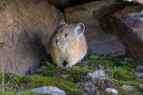 North American Pika in A Mossy Cove in the Grand Tetons