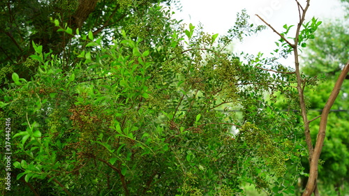 Green leaves and buds view of traditional Lawsonia inermis (Heena) plant. Medicinal tree uses to make Mehandi art in India.
 photo
