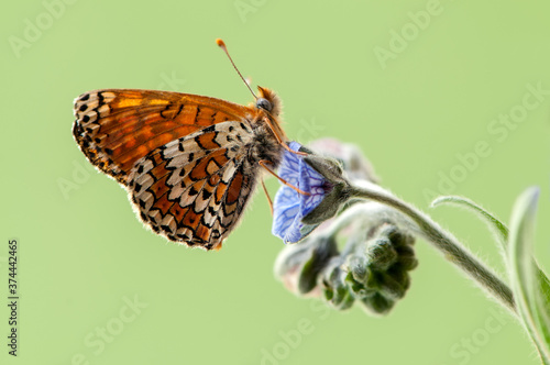Beautiful butterfly Melitaea in the early morning in a clearing among forest flowers