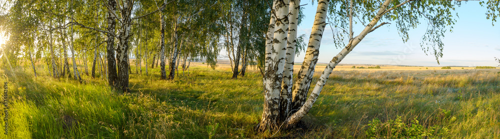 Naklejka premium Summer panoramic landscape with birch trees during sunset