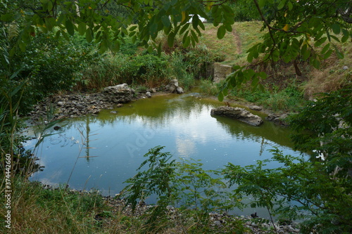 pond in the park