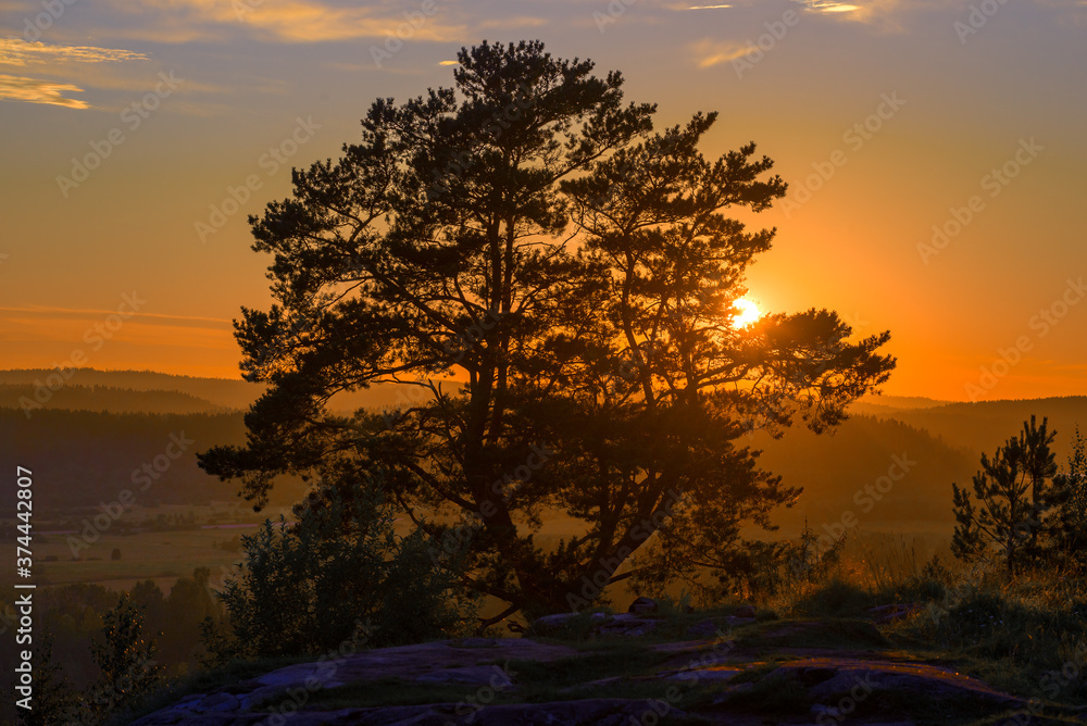 Pine against the backdrop of sunset. The top of Paaso Mount. Sortavala, Karelia Pine against the backdrop of sunset. The top of Paaso Mount. Sortavala, Karelia
