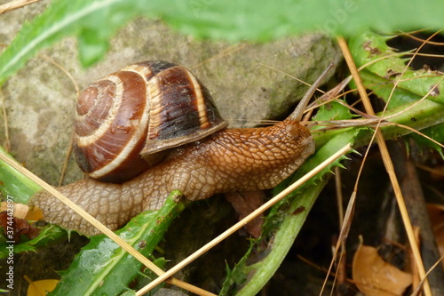 snail on the grass