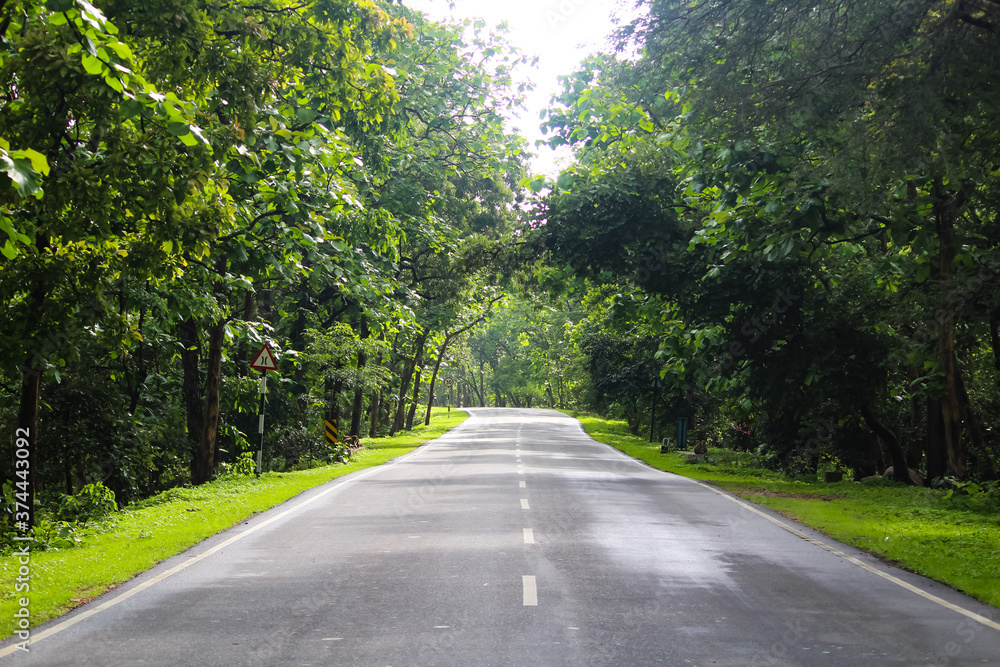 Obraz premium road in the park