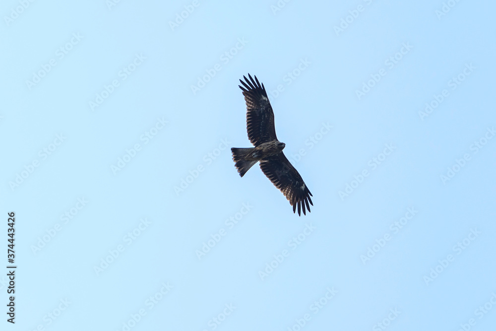 A raptor flies through the port city of Osaka, Japan A raptor flies through the port city of Osaka, Japan