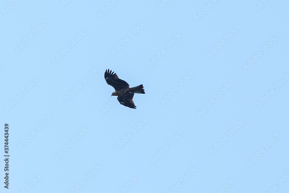 A raptor flies through the port city of Osaka, Japan A raptor flies through the port city of Osaka, Japan