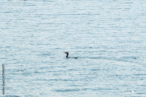 Waterfowl swimming in the ocean.