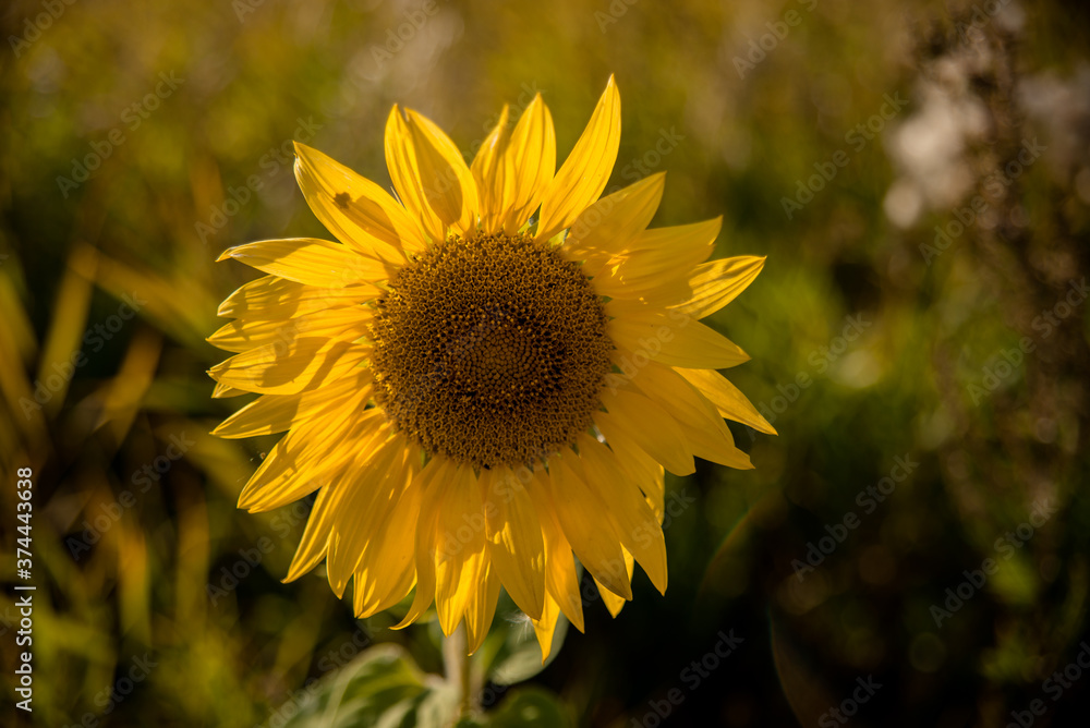 Fototapeta premium yellow sunflower in the garden. Countryside. Farm. Yellow flowers. Fruit plant.