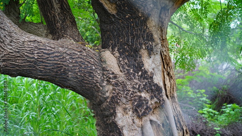 Close up view of Moringa or Drumstick tree trunk. Tropical tree with hard bark. Medicinal tree.
