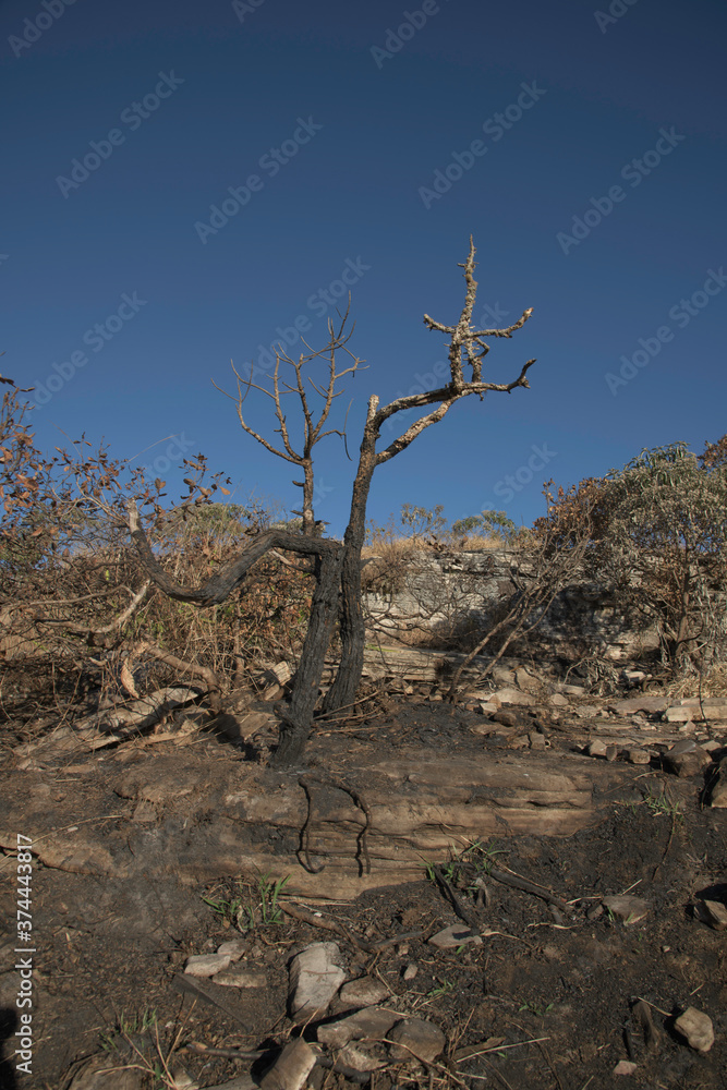 Burnt Tree in the Park in Brazil