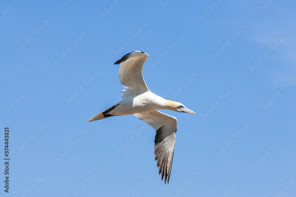 Flying bird. Bird in flight over a blue sea. Northern gannets from Bonaventure Island, Percé, Quebec. Beautiful sea bird flying near the coast. Flying bird. Bird in flight over a blue sea. Northern gannets from Bonaventure Island, Percé, Quebec. Beautiful sea bird flying near the coast.