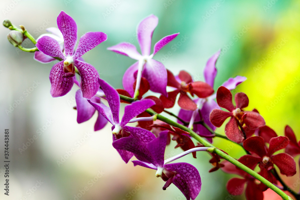 Fototapeta premium Natural photos: Popularly grown orchids (Viet Nam) 