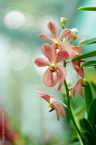 Canvas-taulu Natural photos: Popularly grown orchids (Viet Nam)