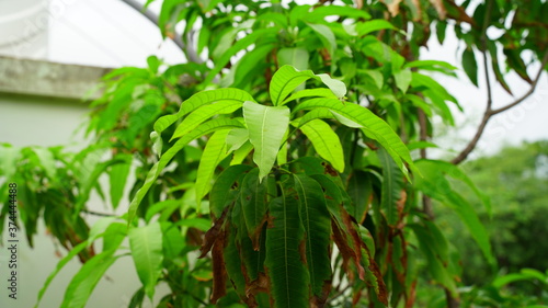 Attractive Mango or Mangifera Indica tree leaves with branches. New growing leaves. 