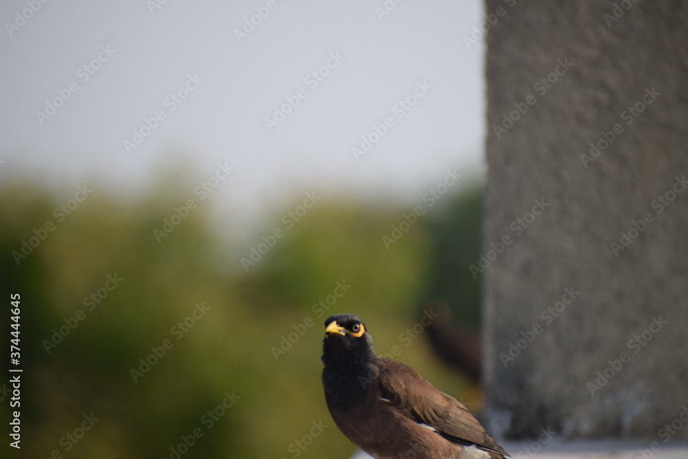 Obraz premium The common Myna OR Indian Myna - Member of the sturnidae family and is native to Asia.