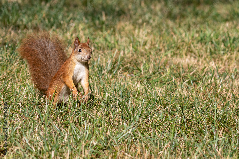A bright fiery red squirrel with a fluffy tail and white breast stands on its hind legs against a background of green grass. Side view. Blurred background. Close-up. A bright fiery red squirrel with a fluffy tail and white breast stands on its hind legs against a background of green grass. Side view. Blurred background. Close-up.