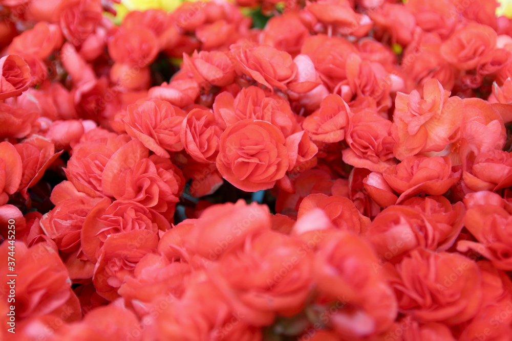 Beautiful begonia flowers blooming in the garden, soft floral pattern for background. Beautiful begonia flowers blooming in the garden, soft floral pattern for background.
