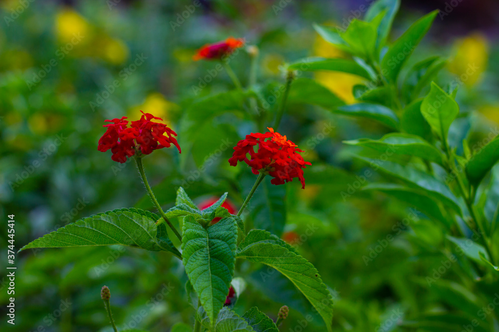 red flowers in the garden red flowers in the garden